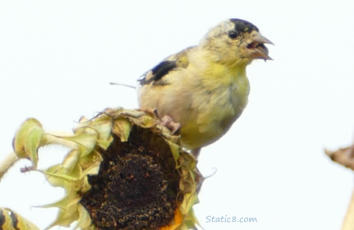 Goldfinch eating from a Sunflower head