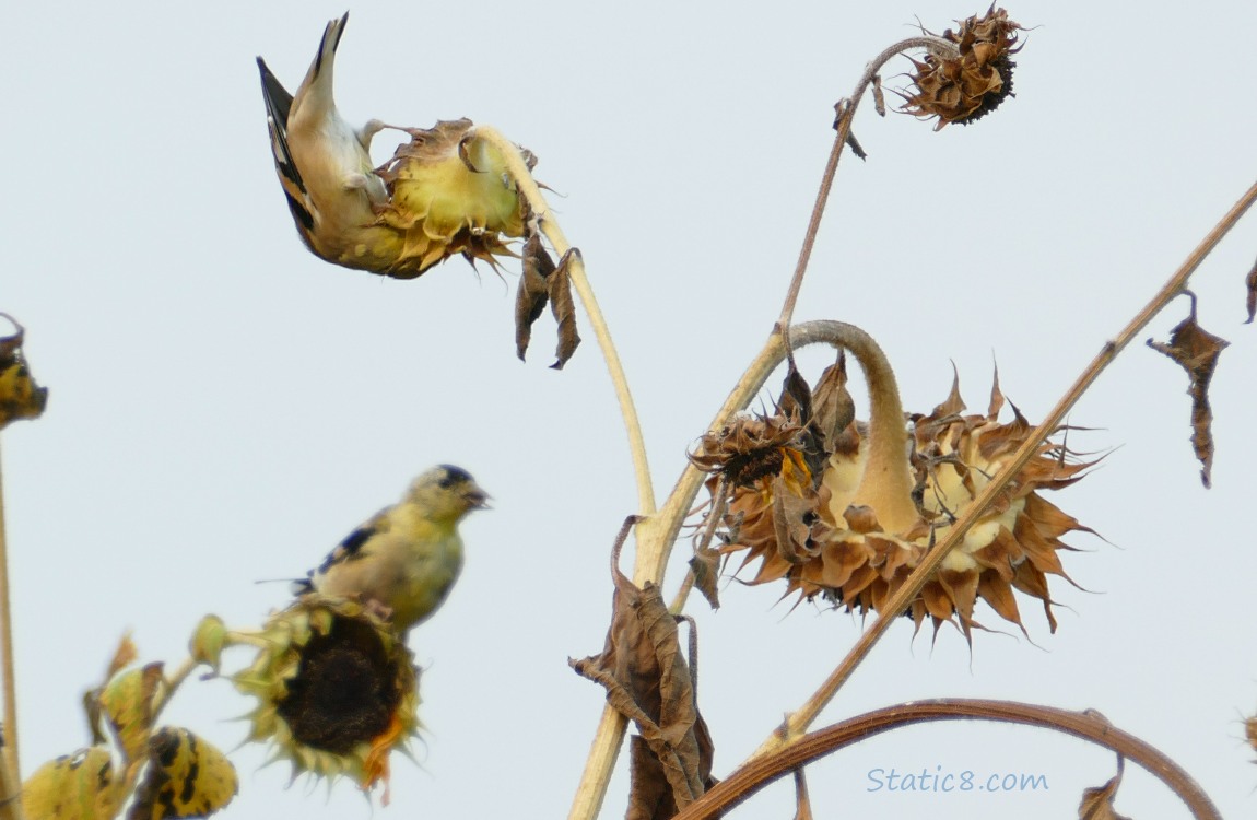 Goldfinches eating from Sunflower heads