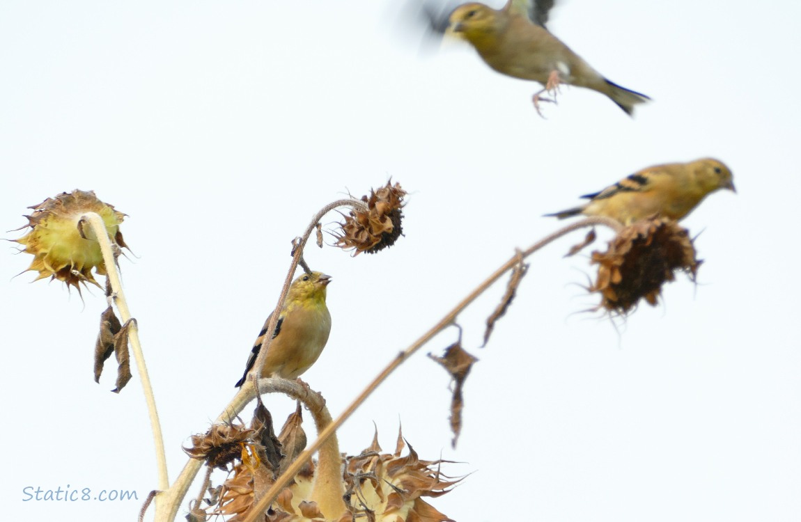 Goldfinches on Sunflower heads