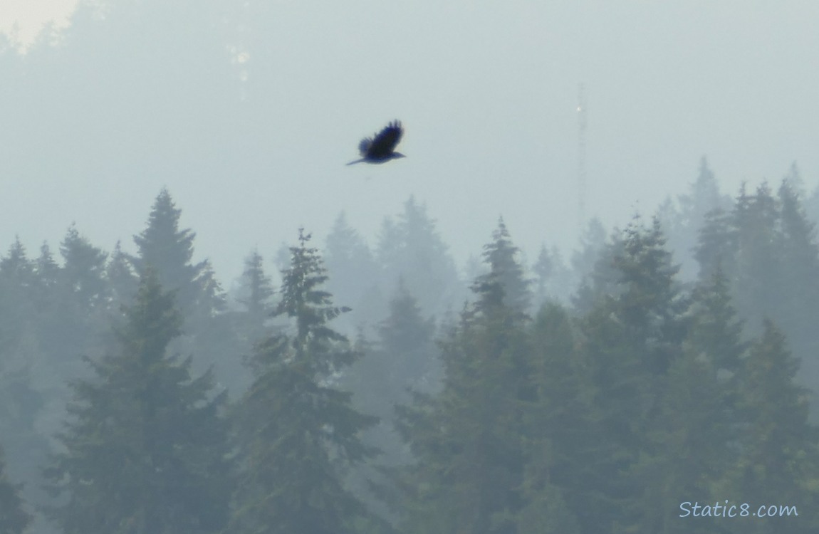 Crow flying past the trees on the hill