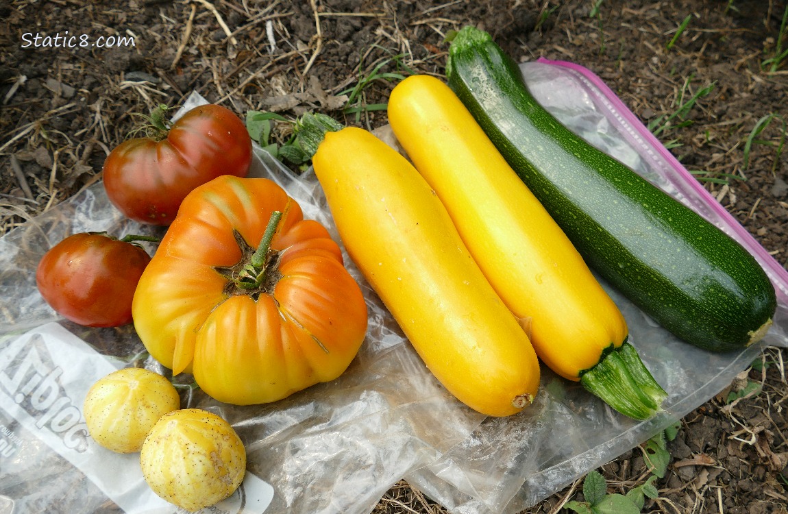 Harvested veggies laying on the ground