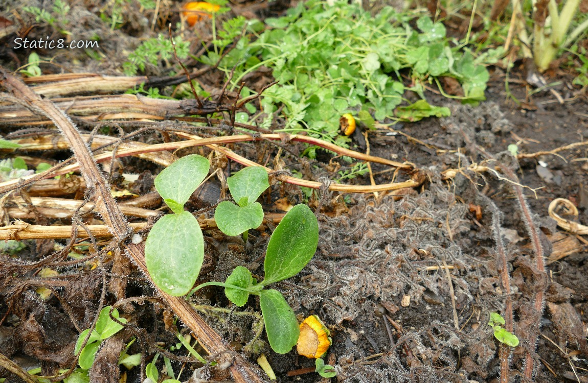 Squash seedlings and compost