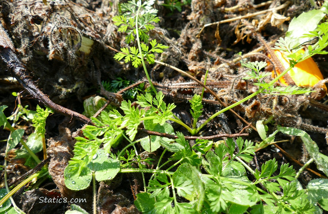 Carrot plants growing