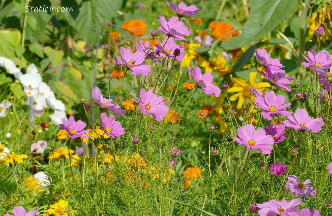 Pink Cosmos blooms