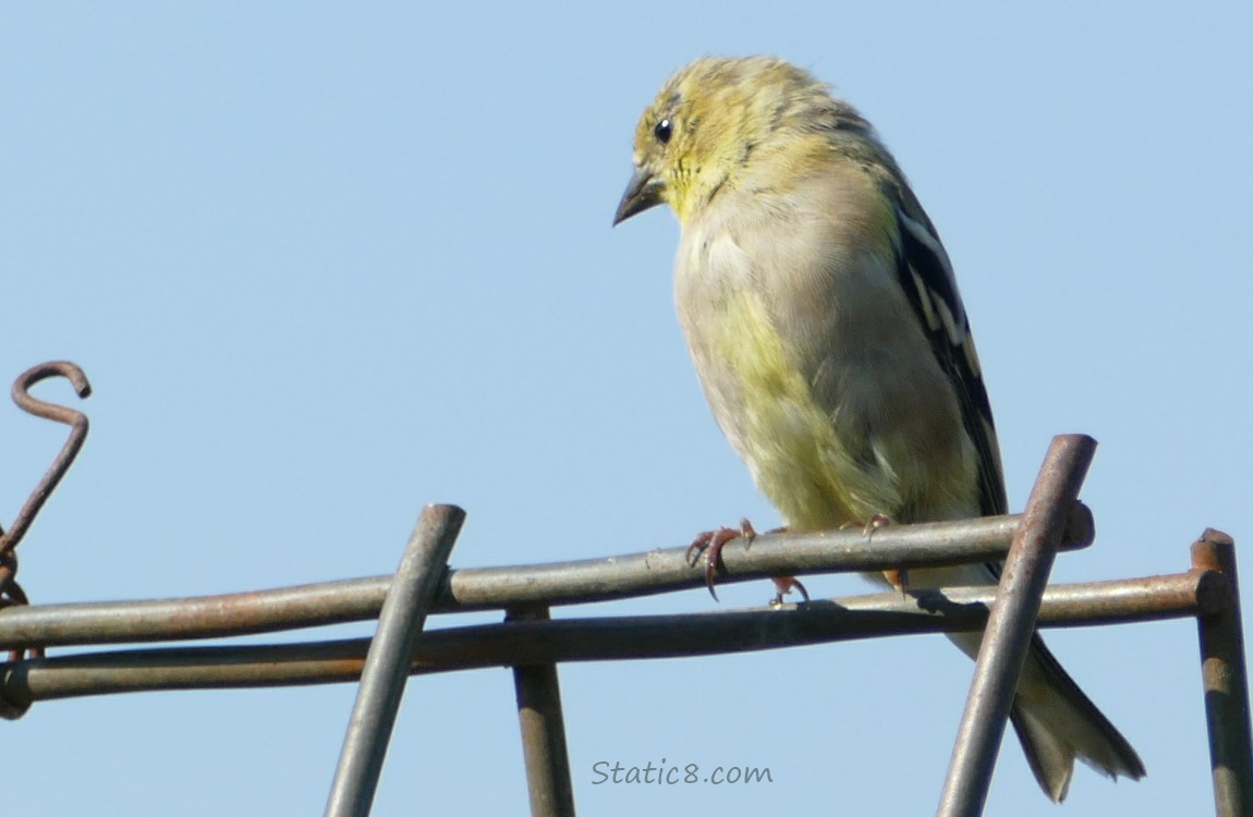 Goldfinch standing on a wire trellis