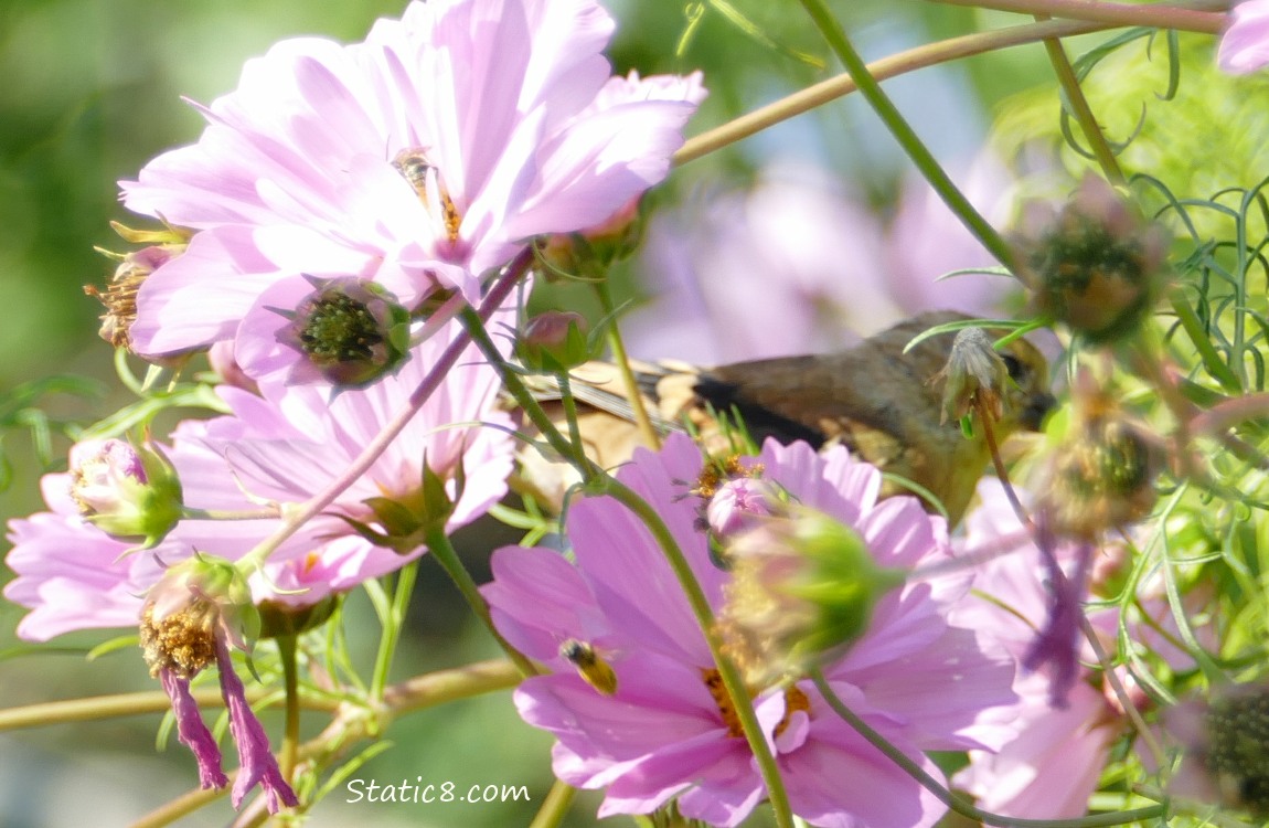 Goldfinch behind Cosmos blooms