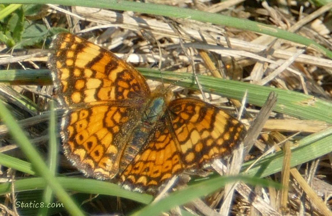 Butterfly standing on the grass