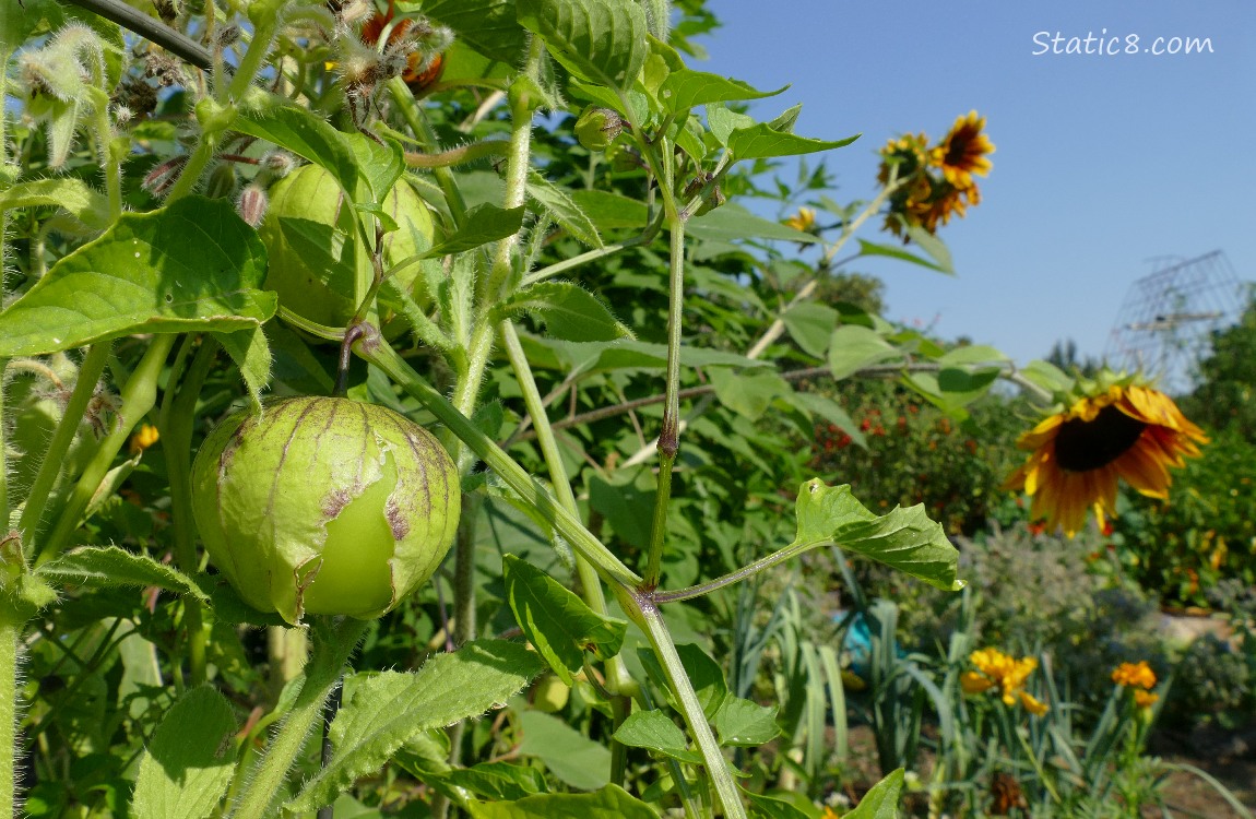 Tomatillo with a broken husk, on the vine