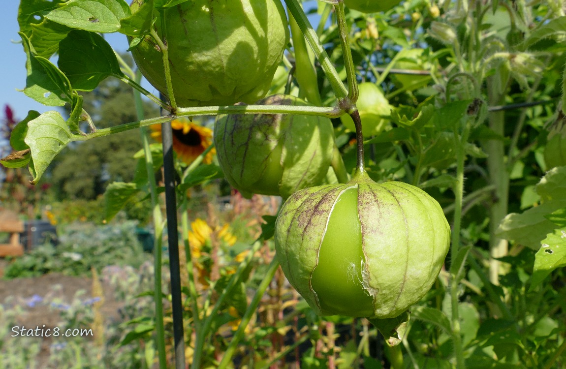 Tomatillos with open husks, on the vine