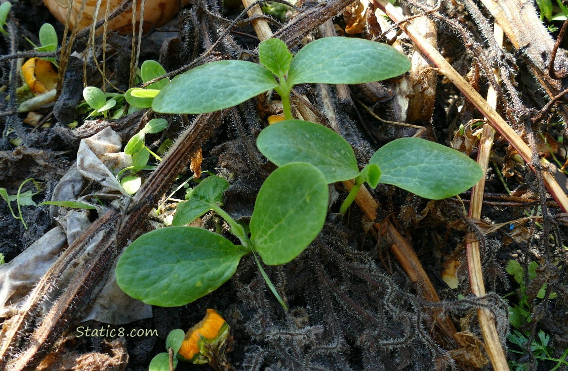 Squash Seedlings