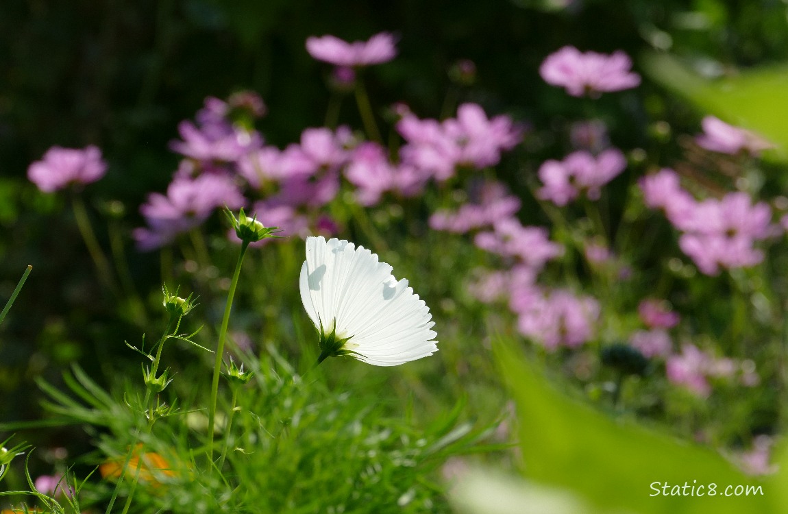 White Cosmos bloom