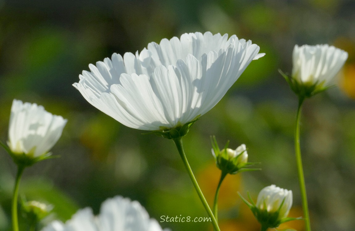 White Cosmos blooms