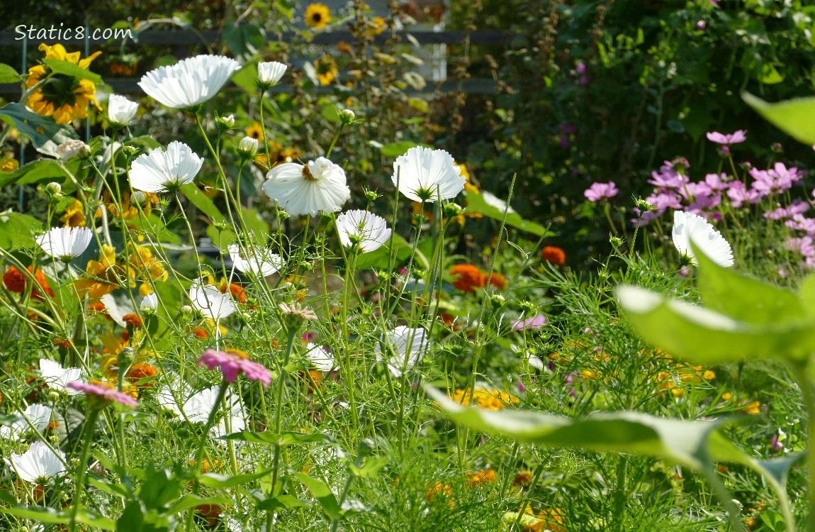 Many Cosmos blooms