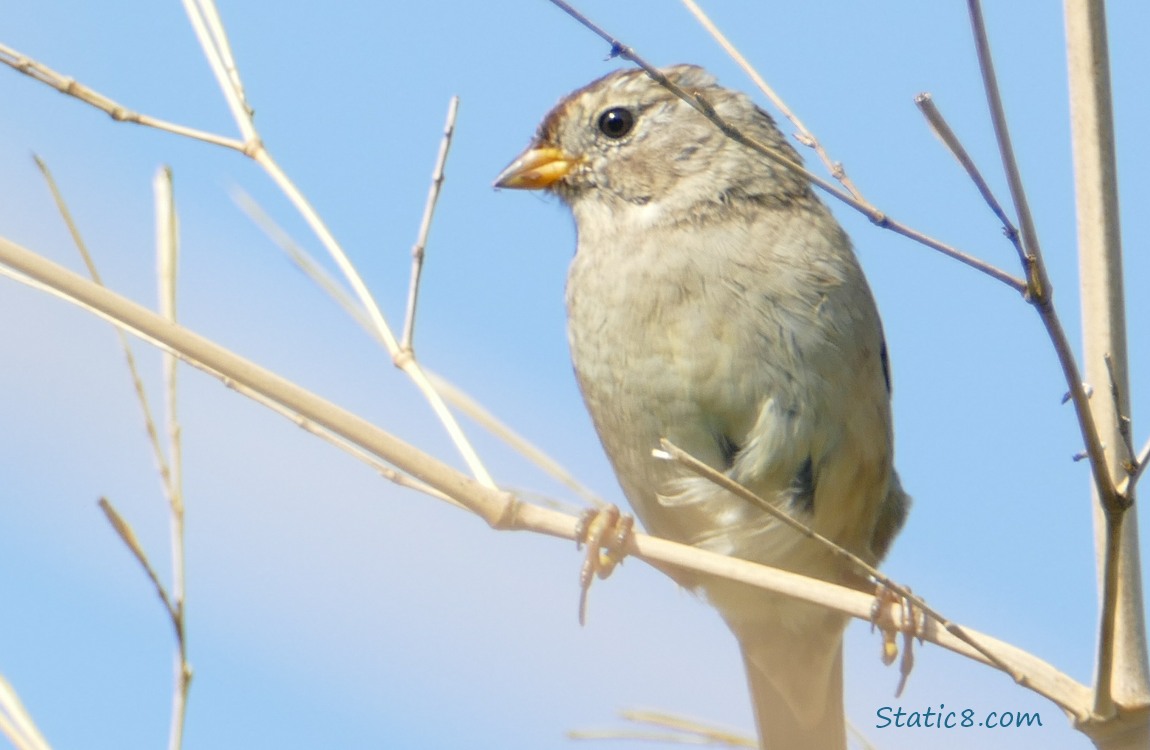 White Crown Sparrow standing on a twig