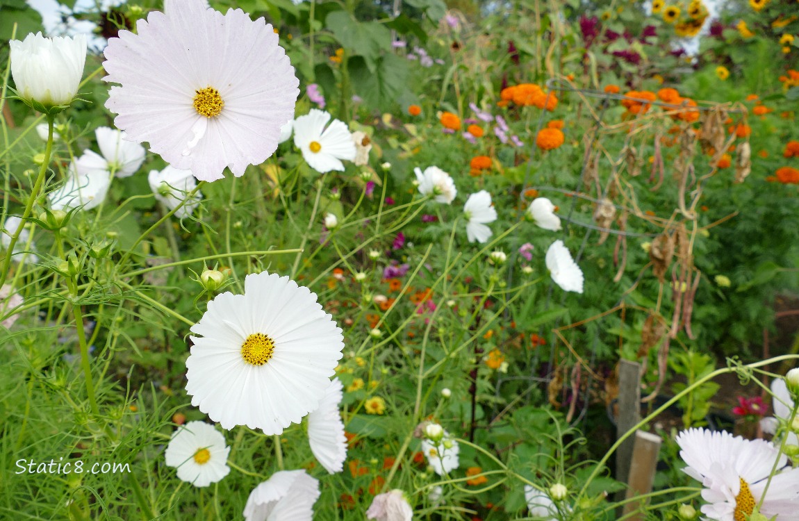 Cosmos blooms