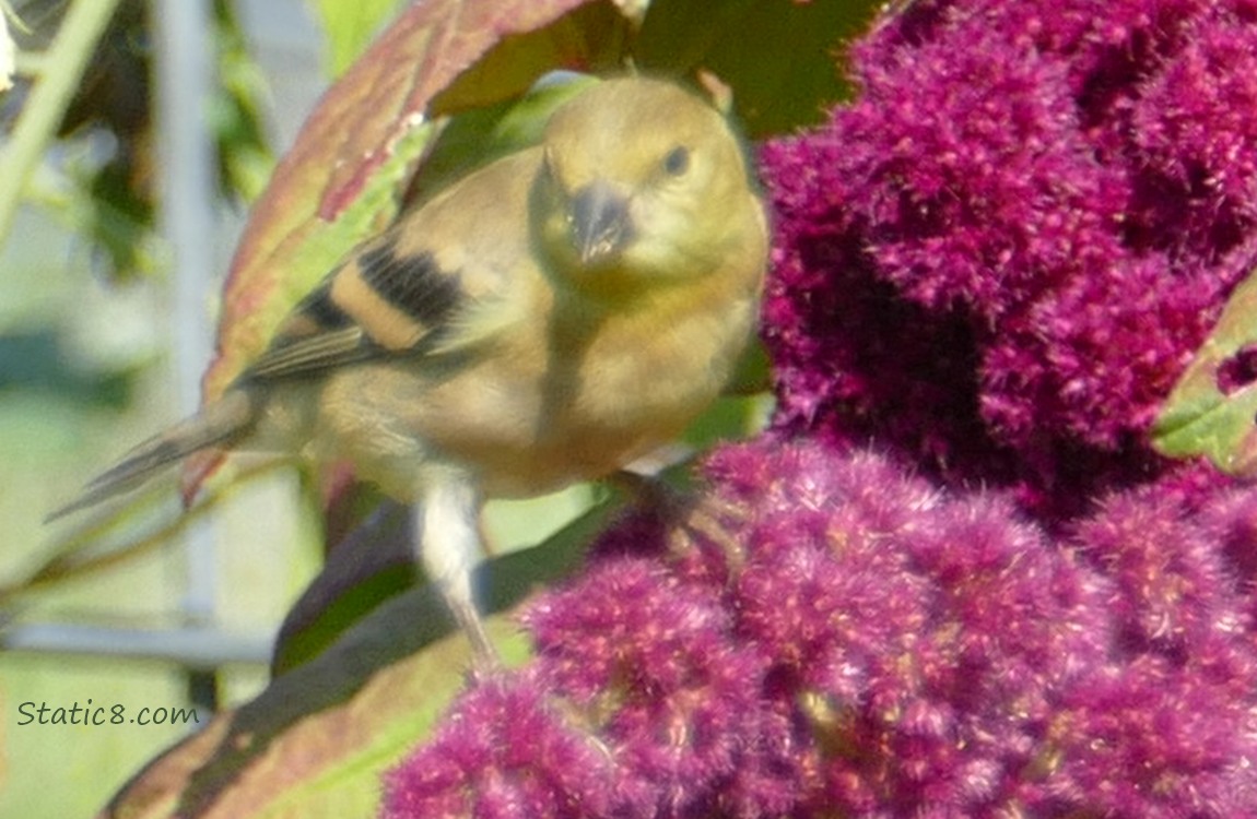 Goldfinch on a Red Amaranth bloom