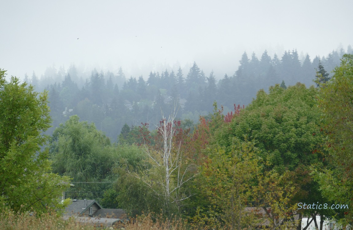 foggy trees on the hill