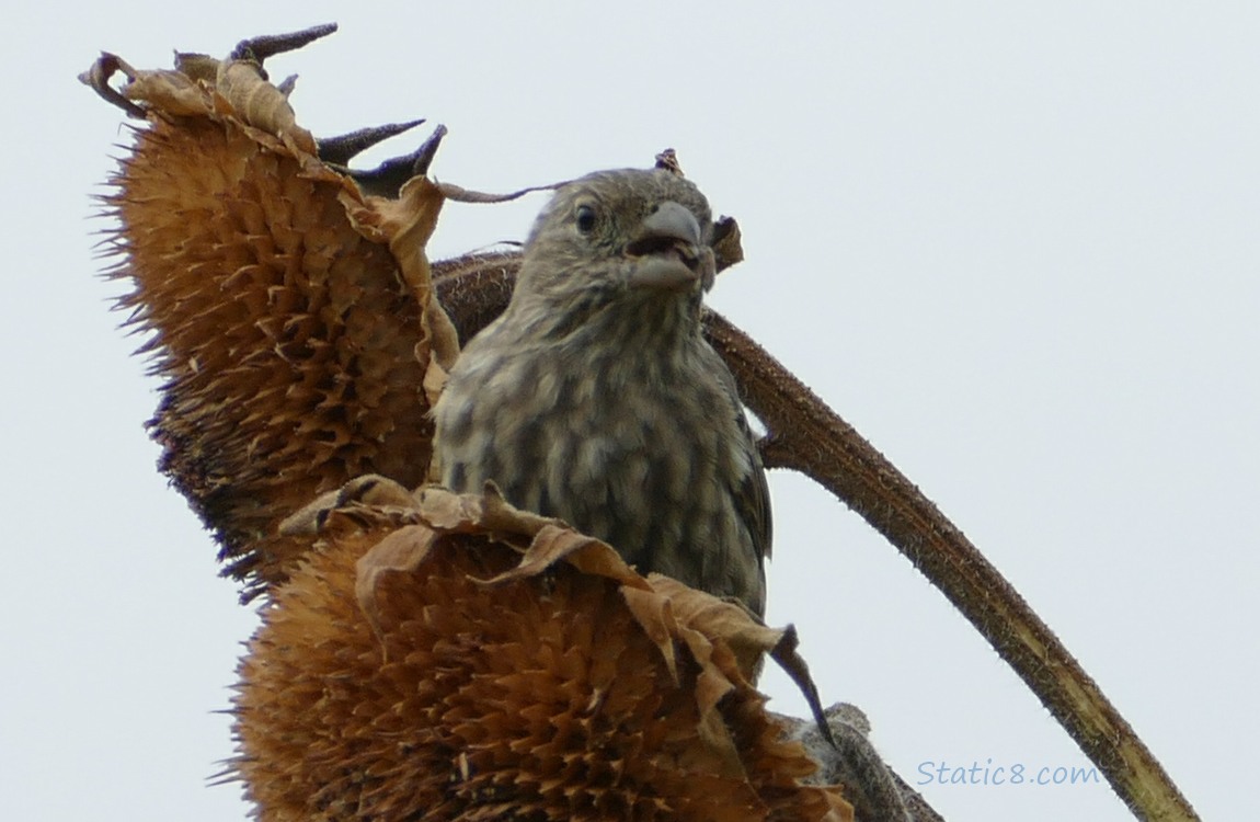 House Finch on a Sunflower head