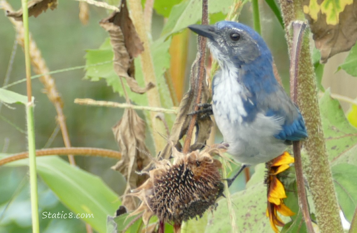 Scrub Jay standing on a sunflower stalk