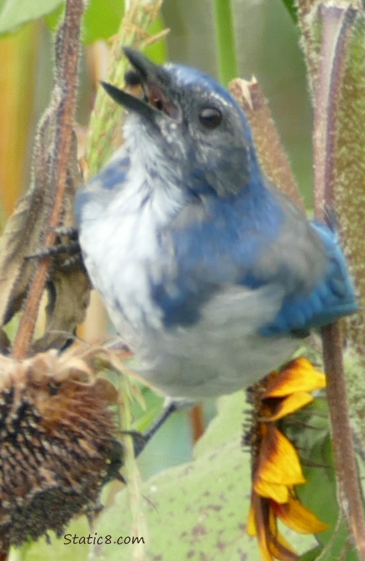 Scrub Jay catching a seed