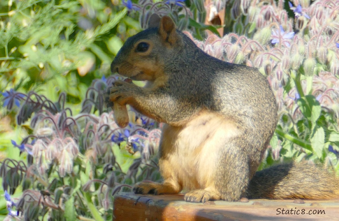 Squirrel holding a peanut in the shell