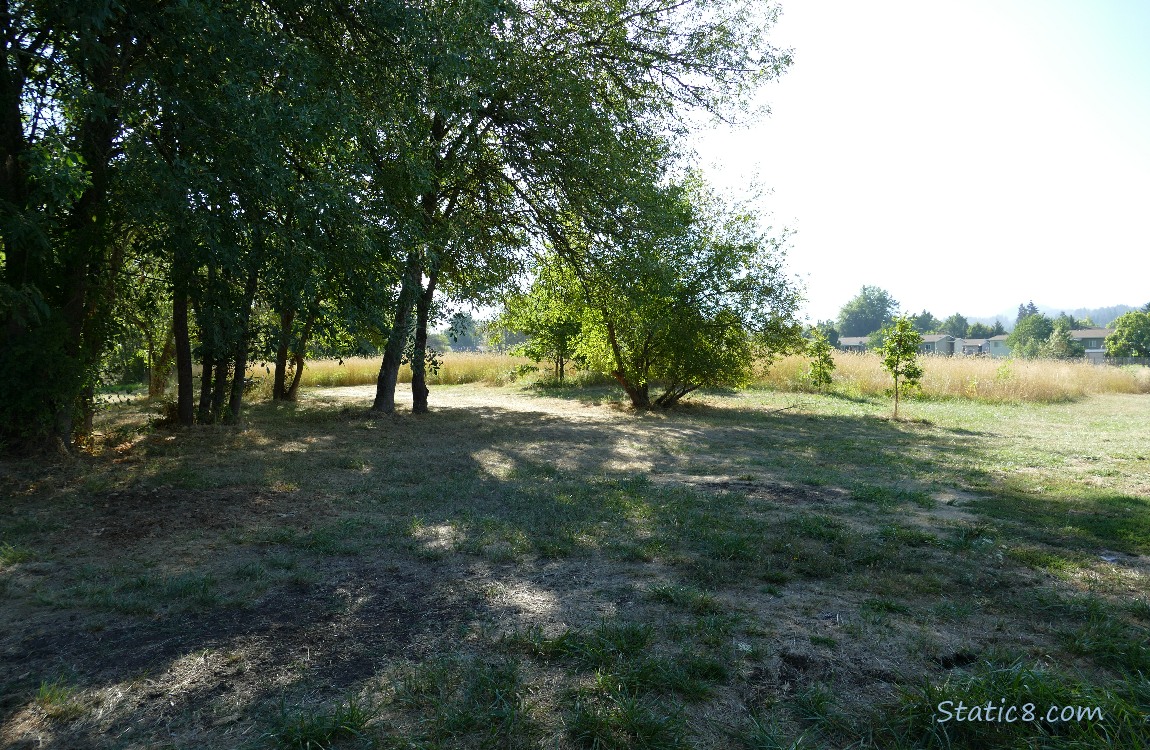 Natural area with shade trees and tall grass