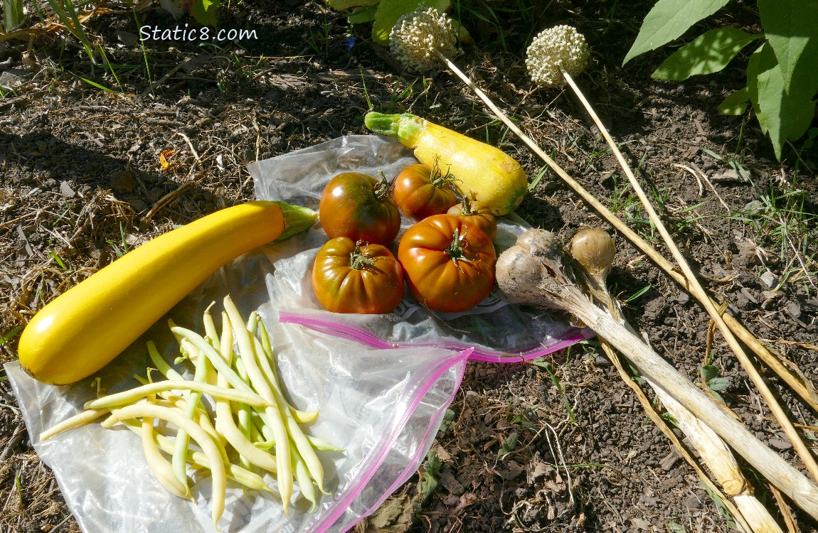 Harvested veggies laying on the ground