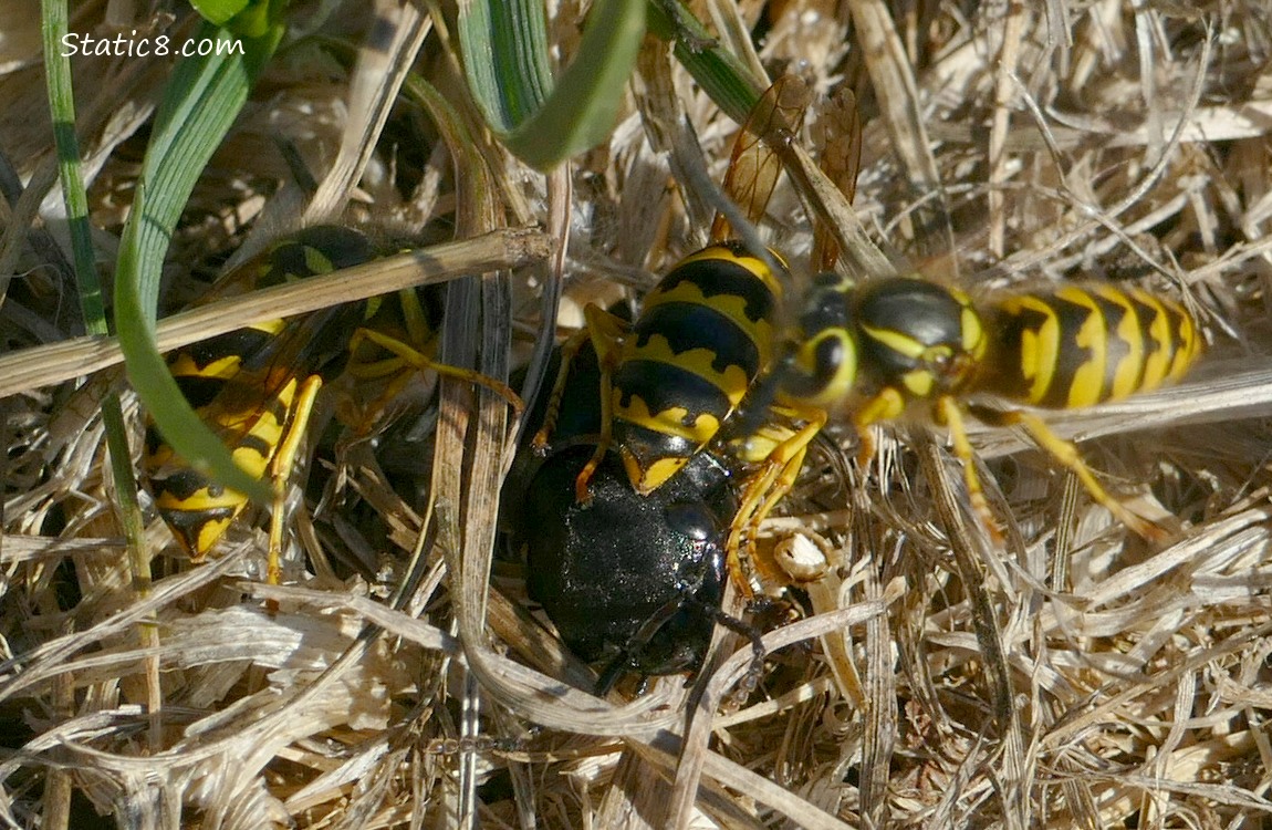 Yellow Jackets on a Devils Coach Horse in the grass