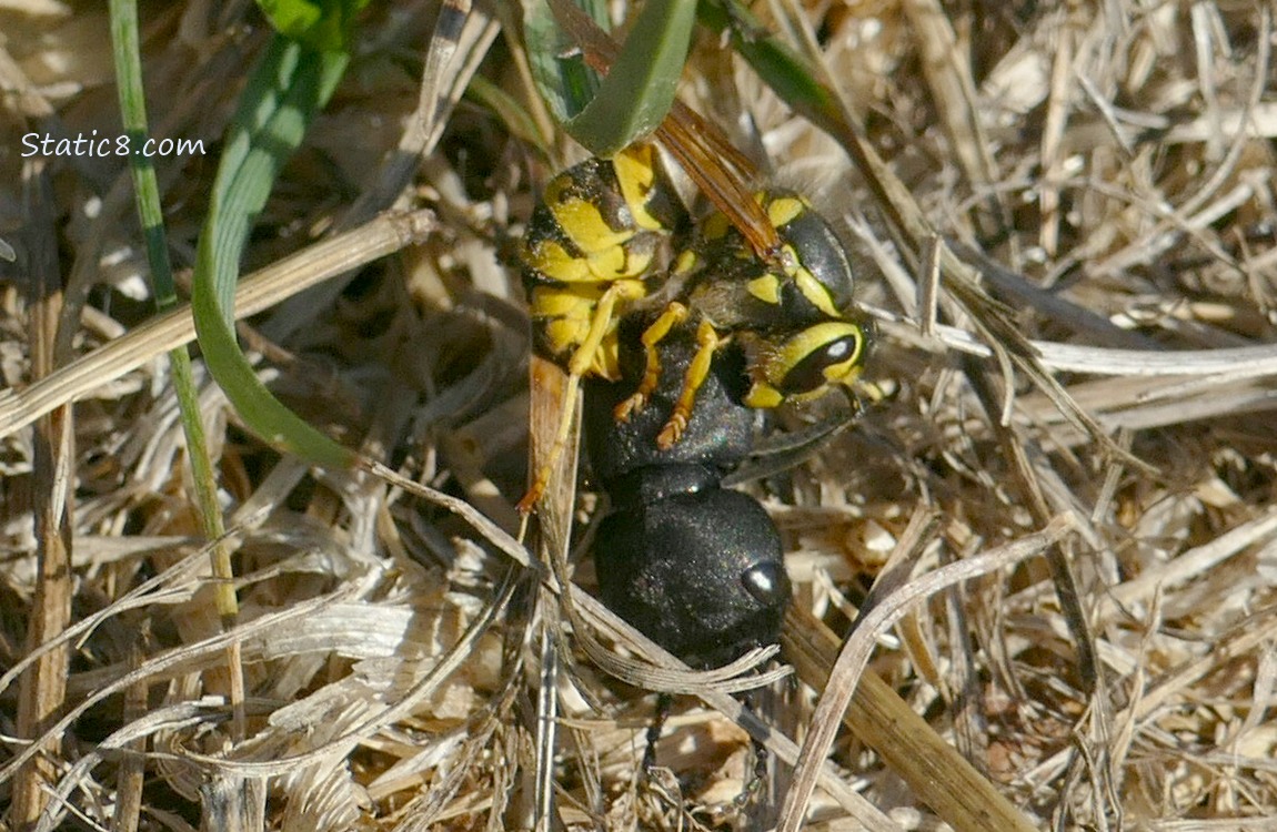 Yellow Jacket stinging a Devils Coach Horse