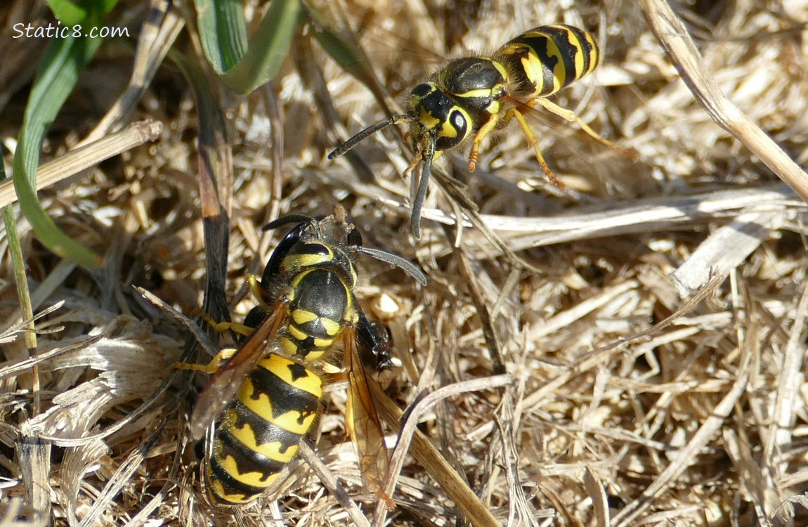 Yellow Jackets on the ground with prey