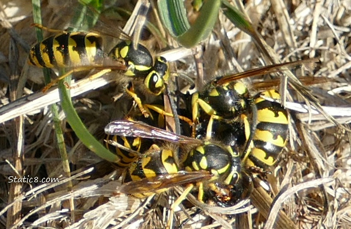 Yellow Jackets pile onto the prey in the grass