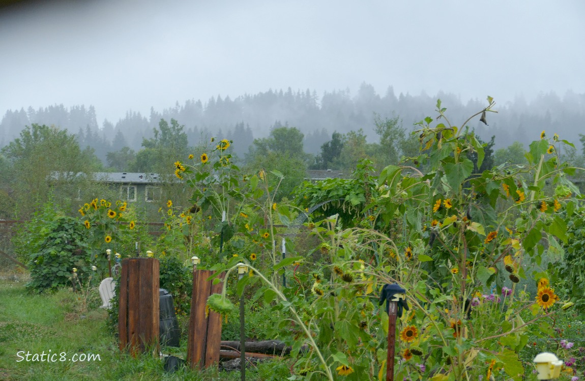 Community Garden plots with foggy trees in the distance