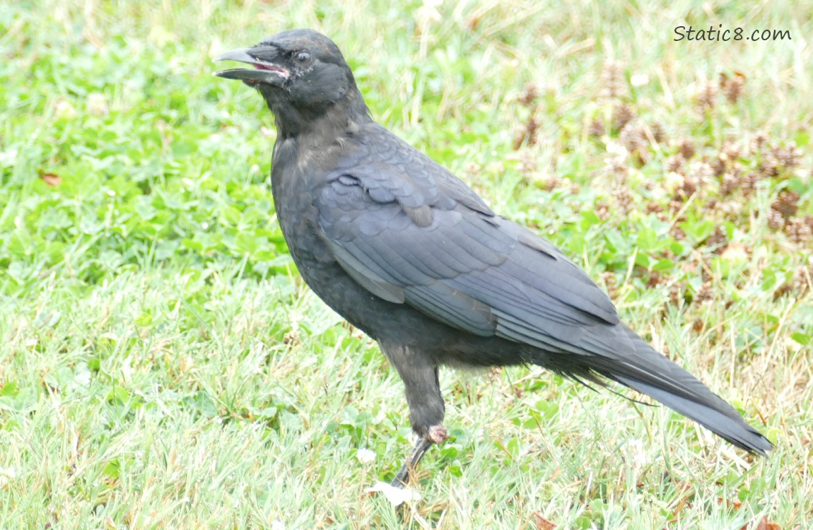 Crow standing in the grass