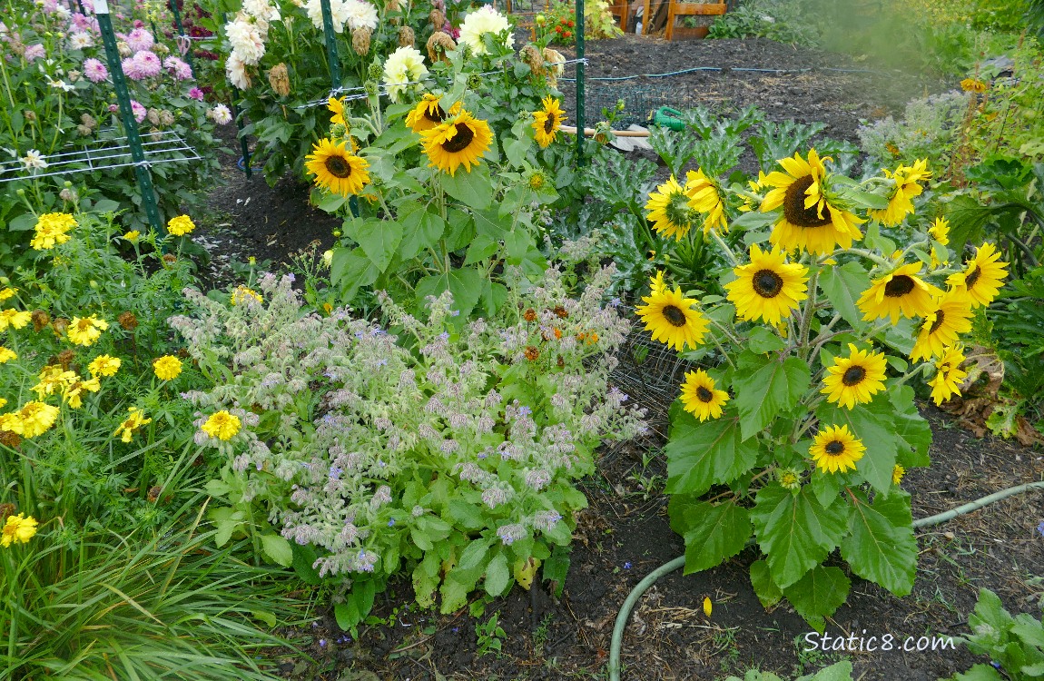 Flowers in a garden plot