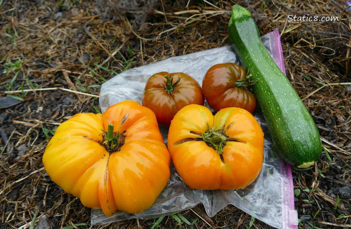 Harvested veggies laying on the ground