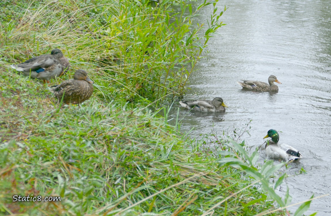 Ducks on the bank and paddling in the creek