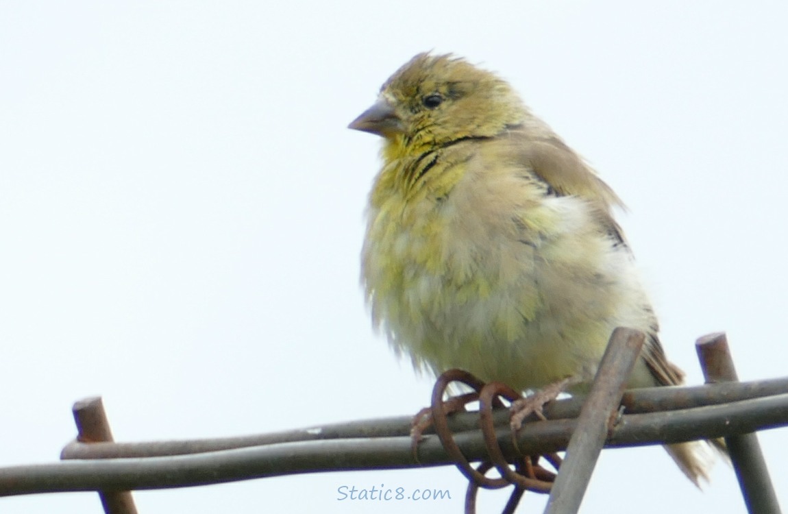 Goldfinch standing on a wire trellis