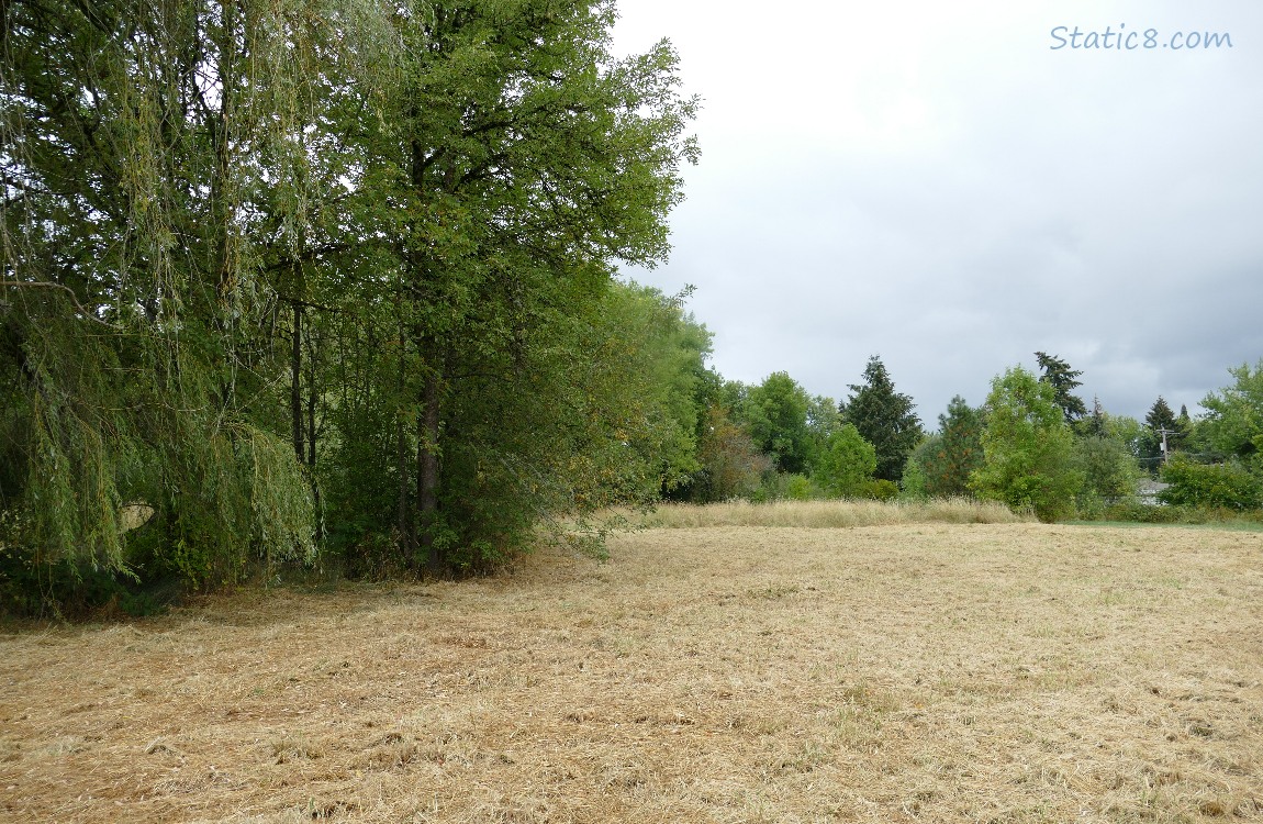 Grassy area with trees