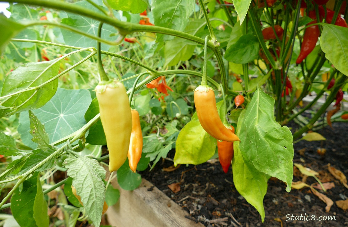 Peppers ripening on the vine