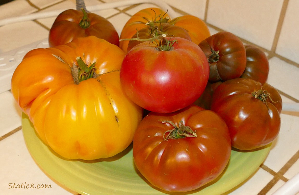 Harvested tomatoes gathered on a plate on the counter