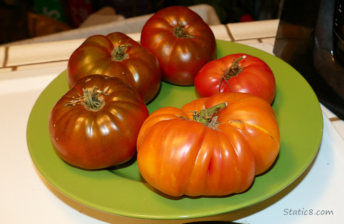 Harvested tomatoes gathered on a plate on the counter