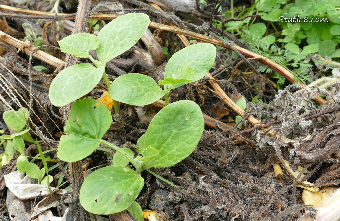 Squash seedlings