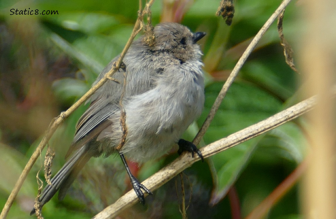 Bushtit standing on a twig, looking away