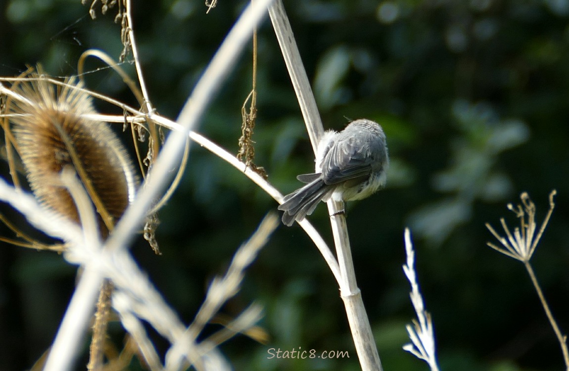 Bushtit standing on a twig, looking away