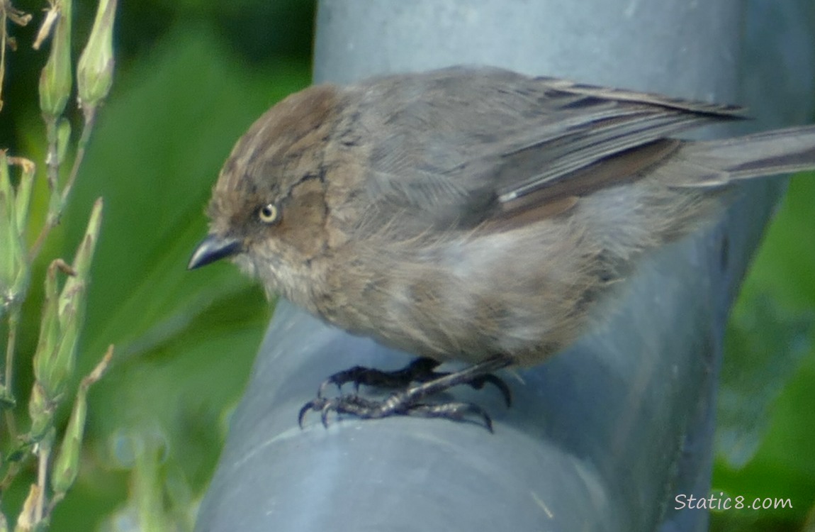 Bushtit standing on a railing