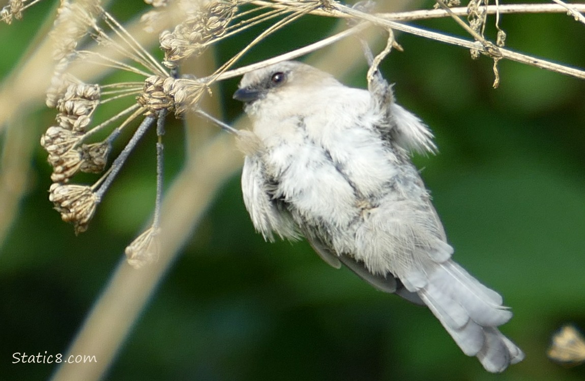 Bushtit hanging from a hemlock branch