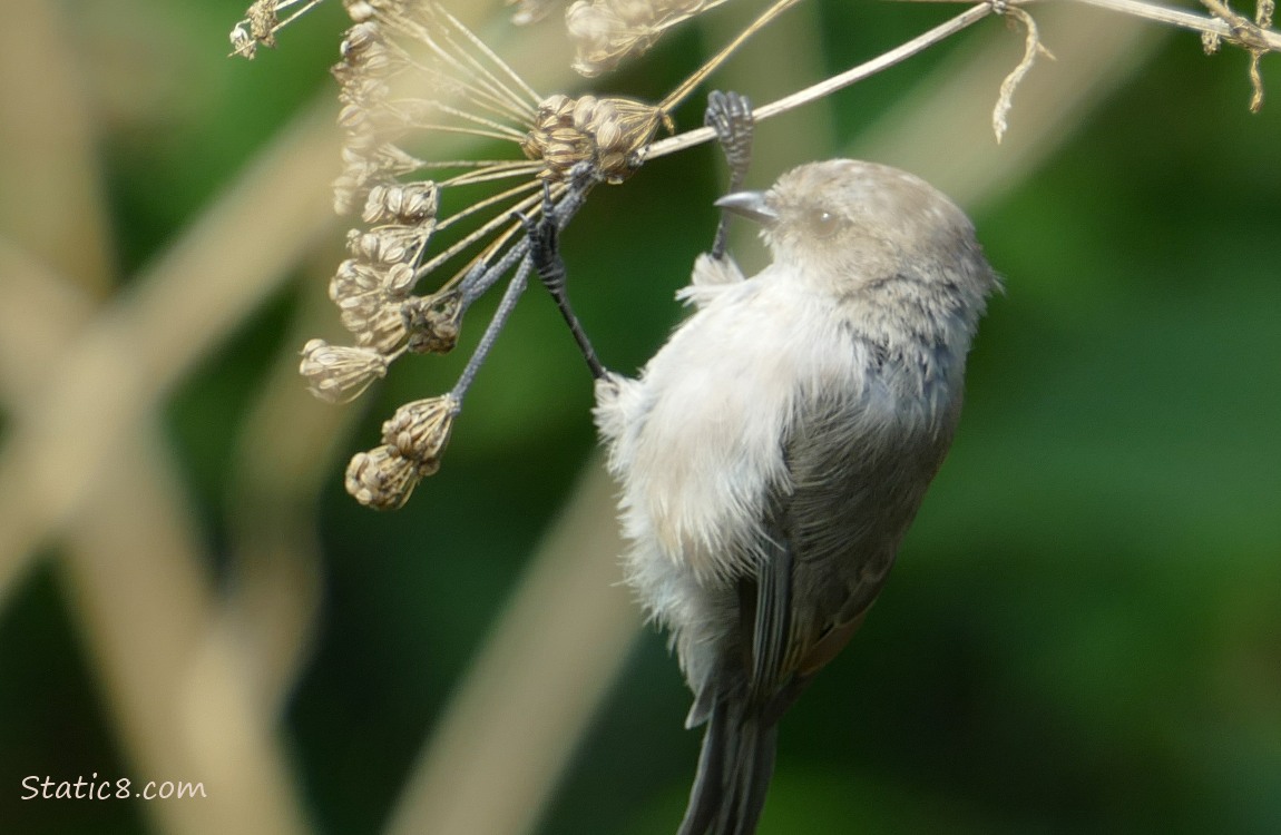 Bushtit hanging from a Poison Hemlock flower cluster