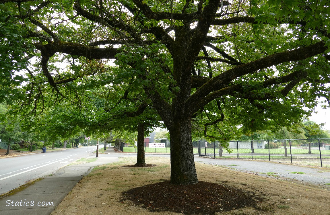 Trees over the sidewalk