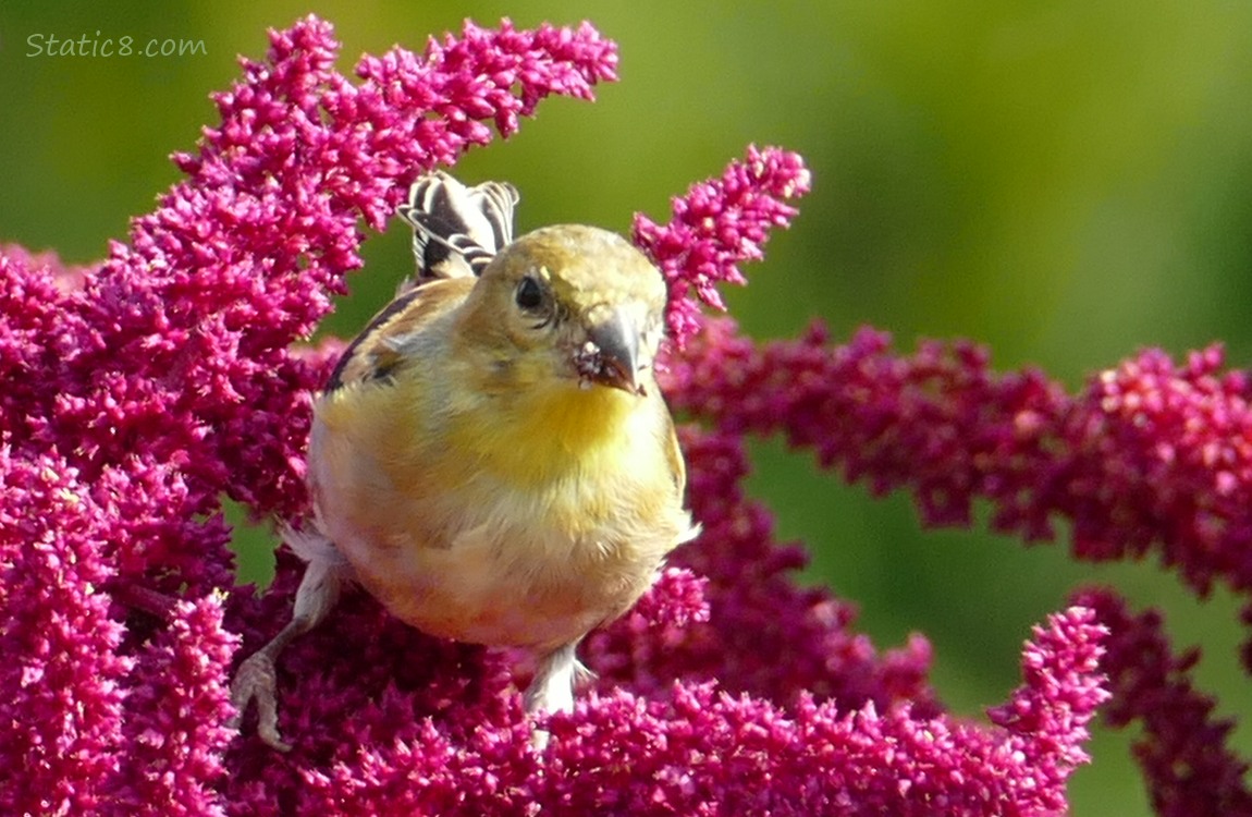 Goldfinch standing on a Red Amaranth catkin