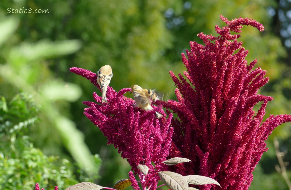 Two Goldfinches standing on a Red Amaranth catkin